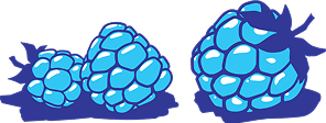 Illustration of blueberries