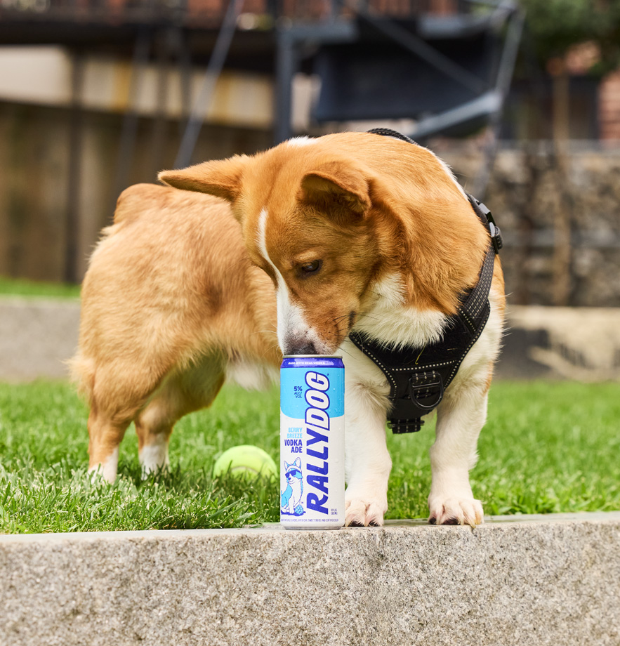 A corgi dog in grass sniffing a can of Rally Dog Berry Breeze